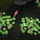 Illustration for article titled More On Shiki-Tei, The PS3 Gardening Game